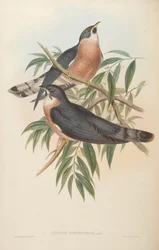 Cuculus hyperythrus = Hierococcyx hyperythrus